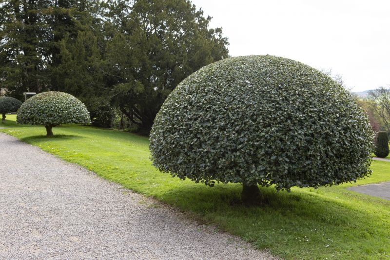 Holly Tree Trimming