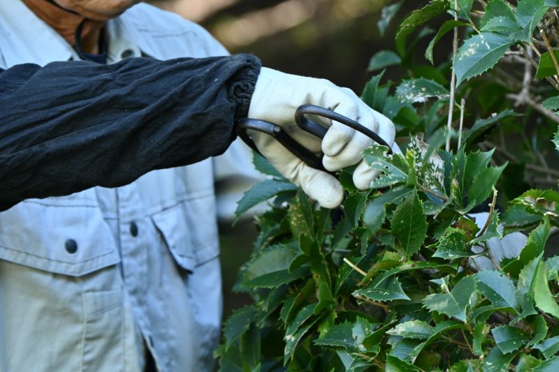 Cost of Holly Tree Trimming — Cost of Holly Tree Trimming