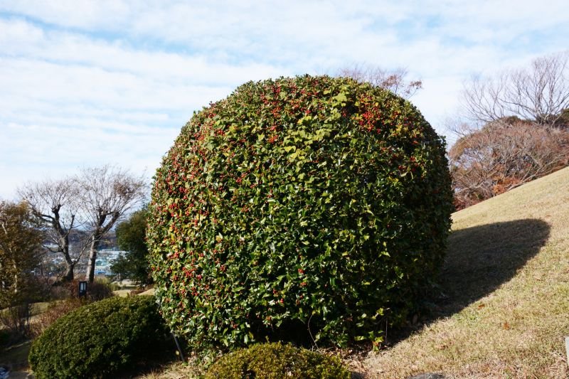 Cost of Holly Tree Trimming — Cost of Holly Tree Trimming