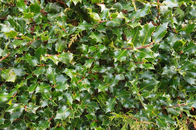 Cost of Holly Tree Trimming — Cost of Holly Tree Trimming