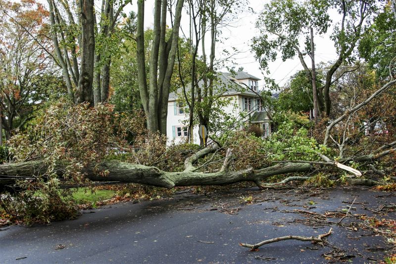 Yard Tree Collapse