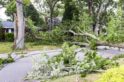 Storm Uprooted Tree