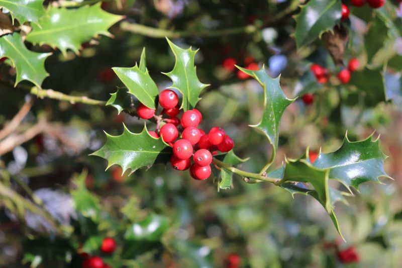 Holiday Holly Decorations