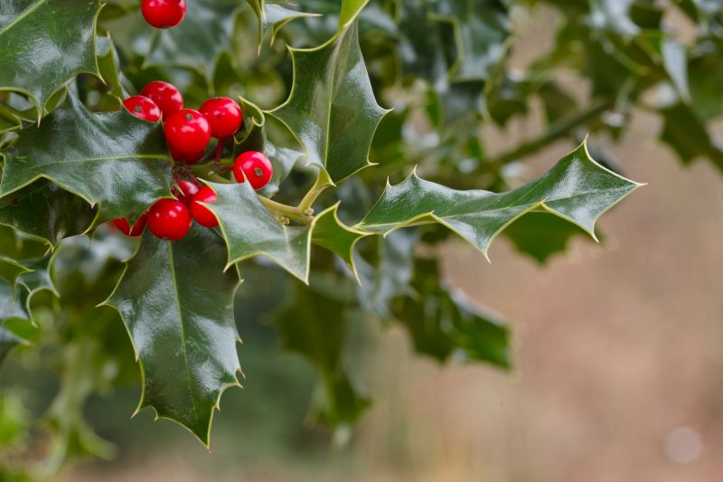 Winter Holly Landscape