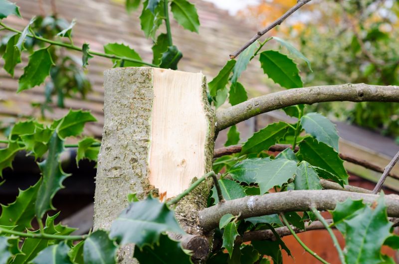 Holly Tree Trimming