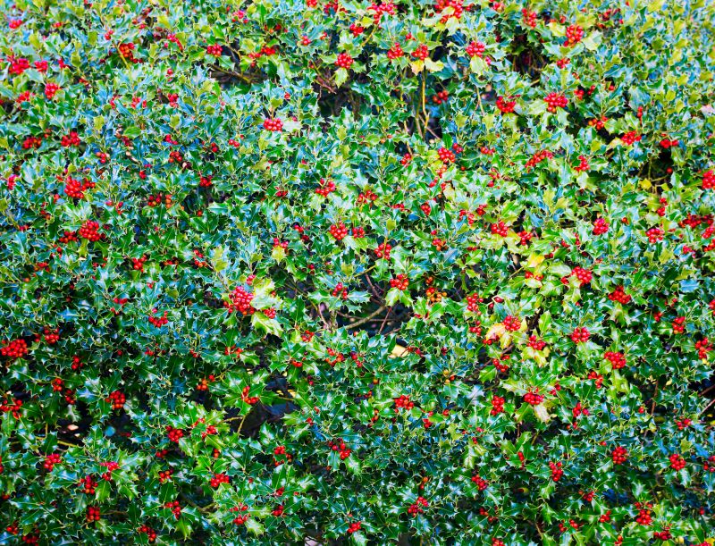 Healthy Holly Foliage