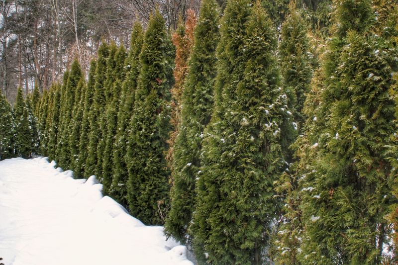 Holly Tree in Winter