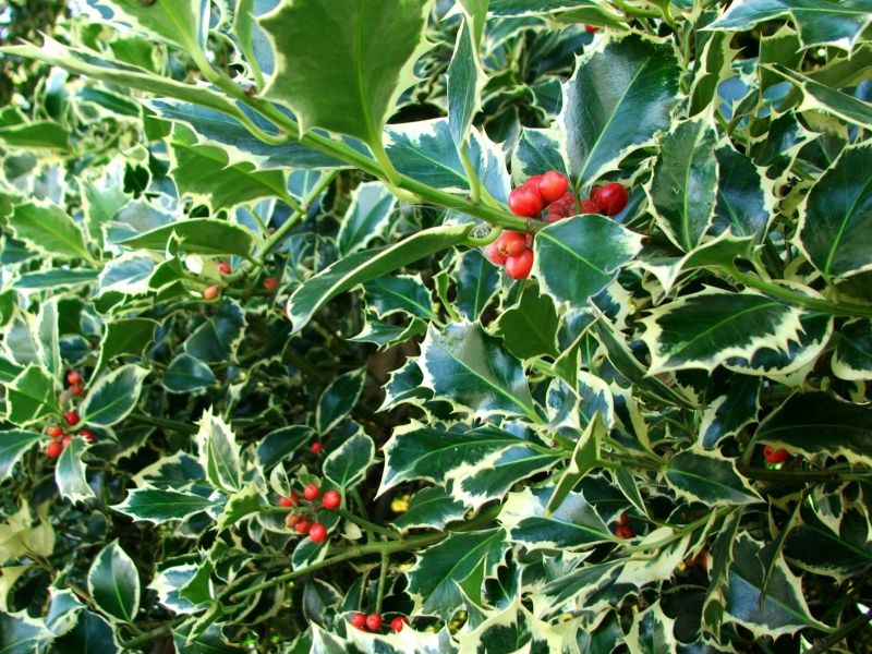 Holly Tree with Berries