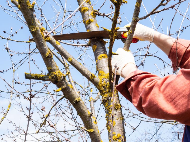 Hanging Branches Cutting
