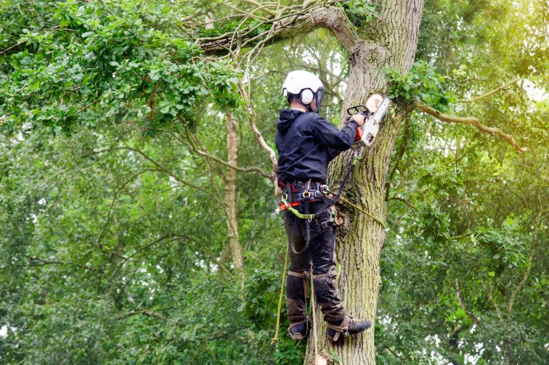 Hazardous Tree Pruning