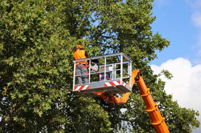 Tree Inspection by an Arborist