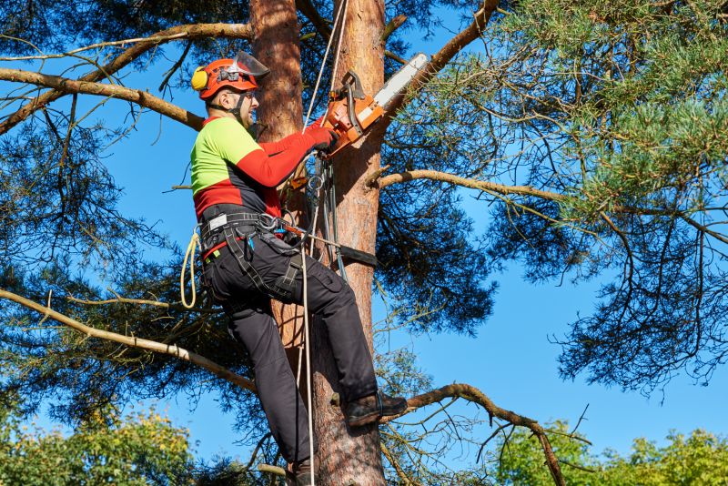 Tree trimming equipment in use