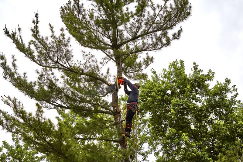 Arborist assessing a holly tree