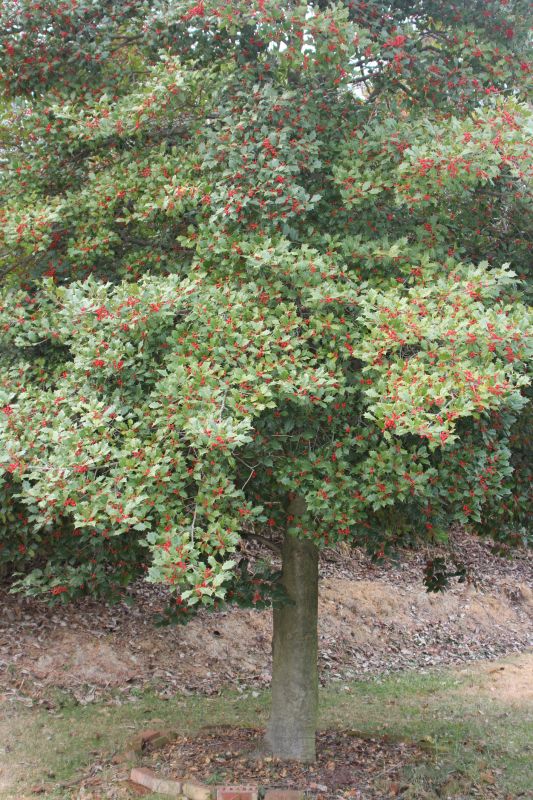 Enhances tree shape.